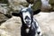 LITTLE BLACK AND WHITE GOAT LOOKING THE CAMERA WITH SWEET EXPRE