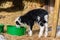 A little black and white lamb eating from a green tub