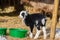 A little black and white lamb eating from a green tub