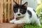 Little black and white long-legged munchin kitten lie in the garden. His face looked like Charlie chaplin