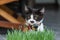 Little black and white long-legged munchin kitten sit in the garden with green grass on the foreground