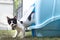 Little black and white long-legged munchin kitten walk out of the blue cat`s toilet in the garden.