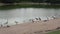 Little black and white penguins.Flock of painted stork birds Mycteria leucocephala standing by a lake.