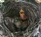 Little blind chicks in the nest. One thing to shout