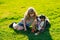 Little blond boy with her pet dog outdooors in park. Child with pet puppy dog. A child with a dog playing in nature on