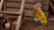 Little blond girl is amused by the chickens walking on the bird farm backyard