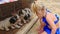 Little Blond Girl with Pigtail Watches Puppies in Cage