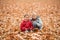 Little blonde and brunette brothers play on phone outdoor, in the middle of a dry leaf-litter covered field.