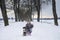 Little blonde caucasian Swedish girl sitting with dog at road in winter alley