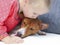 Little blonde curly girl hugging a red basenji dog.