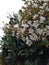 Little blooming flowers and dark green leaves