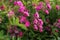 Little blooming pink roses. Flowers. Blooming in the wild. On the background of dark green foliage.