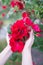 Little blooming pink roses in girlâ€™s hands. Flowers. Blooming in the wild. On the background of dark green foliage.