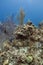 Little blue chromis in a reef