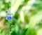 Little blue flower Persian Speedwell on blurred green natural background with space for text