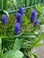 Little blue flowers growing in the grass by the fence, blooming sprouts, a sapphire flower, spring flowers