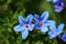 Little blue flowers from Lithodora diffusa â€˜Heavenly Blueâ€™ at close quarters