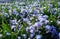 Little blue forget-me-not flowers on spring meadow (Forget-me-nots, Myosotis sylvatica, Myosotis scorpioides). Closeup