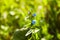 Little blue forget-me-not flowers on spring meadow in the sunlights.