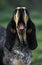 LITTLE BLUE GASCONY HOUND, ADULT YAWNING