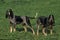 Little Blue Gascony Hound, Dog standing on Grass