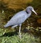 A Little Blue Heron #1