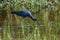 Little Blue Heron