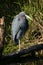 Little blue heron