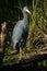 Little blue heron