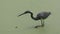 Little blue heron