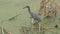 Little blue heron