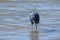 Little blue heron