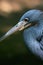 Little Blue Heron