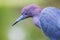 Little Blue Heron