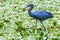 Little Blue Heron