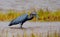 Little Blue Heron