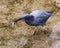 Little Blue Heron bird Stock Photos.  Litle Blue Heron bird close-up profile view