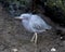 Little Blue Heron bird Stock Photos.  Litle Blue Heron bird close-up profile view in water. Portrait. Picture. Image. Photo