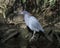 Little Blue Heron bird Stock Photos  Little Blue Heron bird close-up profile perched on branch with foliage background.