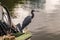 Little Blue Heron in Castries Harbour St Lucia