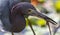 Little Blue Heron eating anole lizard