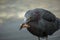 Little blue heron eats shrimp