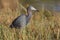 Little Blue Heron at the edge of a marsh - Port Charlotte. Florida