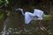 Little Blue Heron in Flight Over a Pond in the Mangroves of Everglades National Park