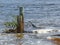 Little Blue Heron after the Flood