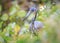 Little blue heron in florida spring flowers