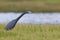 Little Blue Heron foraging in a field