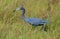 Little blue heron in a grassy salt marsh.