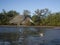 Little Blue Heron hunting crab