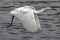 Little Blue Heron Immature